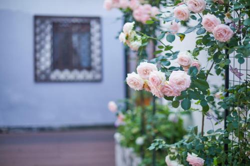 Un jardín fuera de WuZhen Dream Hotel