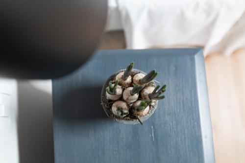 a small plant sitting on top of a blue table at Casa Perazzolo in Montecchia di Crosara