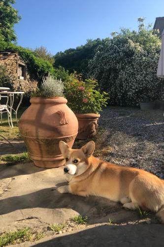 a dog laying on the ground in a yard at Resort con vista nel Chianti Rufina in Londa