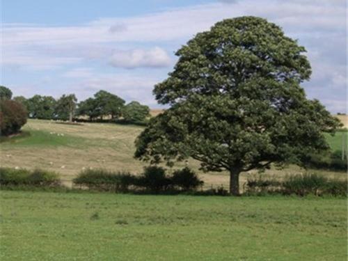 a tree in the middle of a green field at Dove Meadow in Denstone