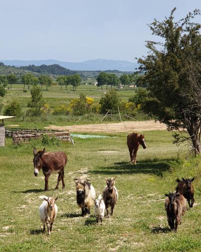 a group of animals walking in a field at Domaine de l'Envolée in Tourbes
