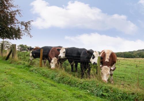 Bridge Farm – Photos 5