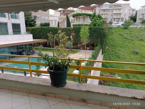 a potted plant sitting on a balcony with a pool at Olive Tree in Tirana