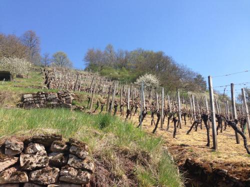 a bunch of vineyards in a field with trees at Alte Rose Gasthaus in Ebelsbach
