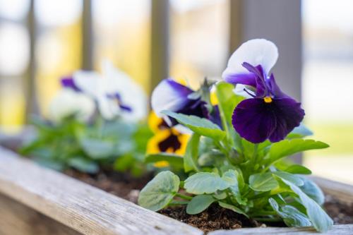 a flower pot with purple and white pansies in it at Rannakivi Puhkemaja in Kärdla