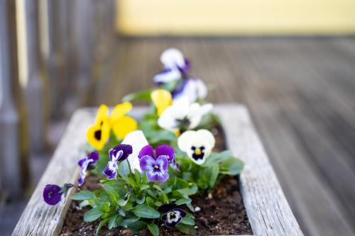 a flower pot with colorful flowers on a wooden table at Rannakivi Puhkemaja in Kärdla