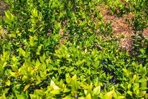 a group of green plants in a field at Funtana'e Mari in Gonnesa