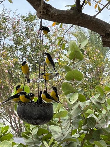 a group of birds perched on a bird feeder hanging from a tree at Diver's Paradise Bonaire in Kralendijk