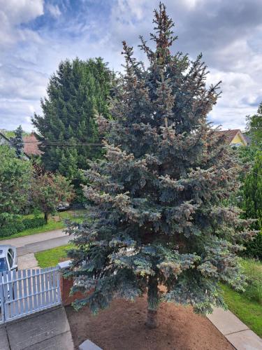 a large christmas tree in a yard at Apartment Oase in Balatonszemes