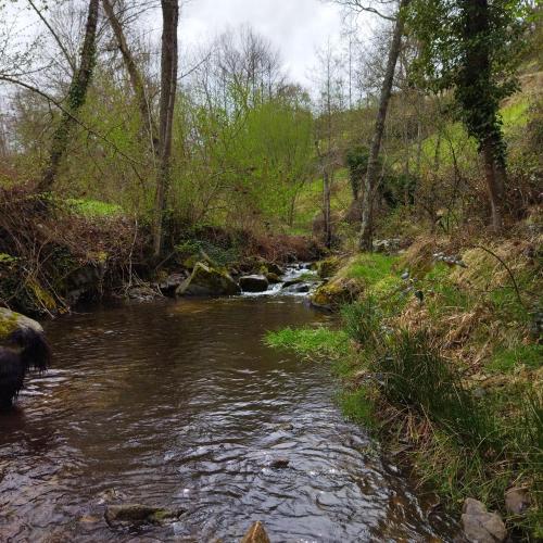 a stream with a dog standing in the middle of a river at Moulin de Joumard, gîtes, chambres et table d'hôtes de charme , jacuzzi, sauna, piscine et bain nordique Etablissement 4 étoiles in Aubazat