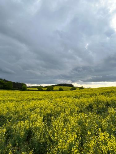 a field of yellow flowers with a cloudy sky at East Learmouth Lakeside Lodges - Larch Lodge in Cornhill-on-tweed