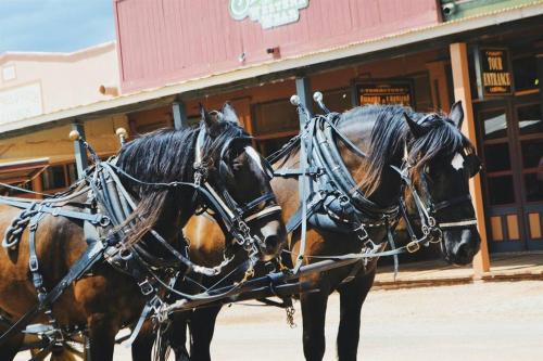 two horses are standing in front of a building at Silver Spur Homestead Luxury Glamping - The Cowboy in Tombstone