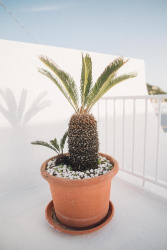 a plant in a pot sitting on a porch at Hotel Villa Maria in Ischia
