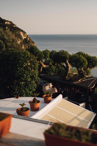 a group of plants sitting on a table near the ocean at Hotel Villa Maria in Ischia