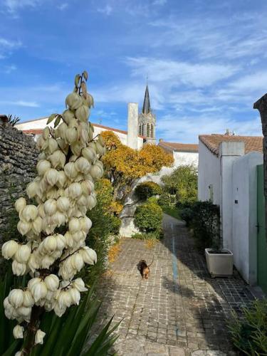 un chien marche sur un chemin de briques avec un bâtiment dans l'établissement Maison de charme à la Couarde-sur-Mer, à La Couarde-sur-Mer