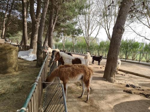 a group of animals standing next to a fence at Location de vacances dans maison catalane in Bompas