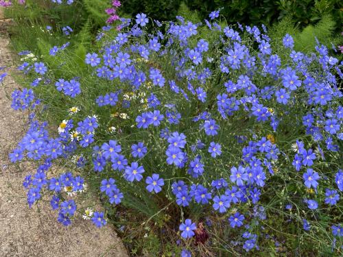 a bunch of blue flowers in a garden at Villa Paignon in Montbron