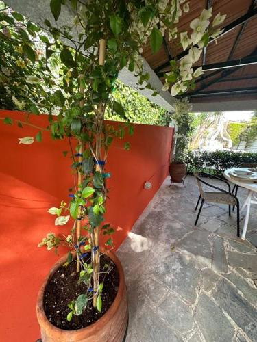 a potted tree in a pot on a patio at Caja De Anthea in Artemida
