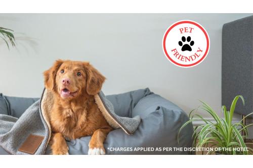 a dog sitting on a couch with a blanket at Hotel Bliss Kemah in Kemah