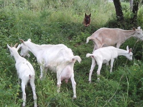 a group of goats standing in a grassy field at I Tre Tigli - Casa di campagna in Rutino