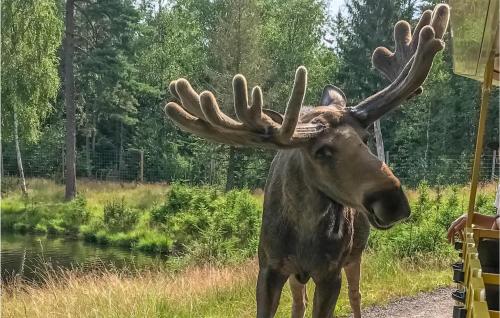 a moose with antlers standing next to a river at 7 Bedroom Awesome Home In Örkelljunga in Orkelljunga