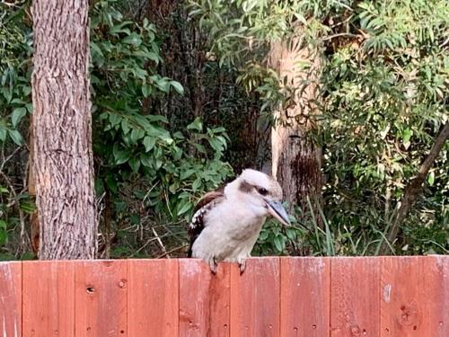 a bird sitting on top of a fence at Sandstone Point Sleeps 10, 4-bedroom home in Sandstone Point