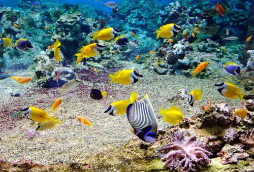 a group of fish on a coral reef at Pension TE MITI - PLAGE-BEACH 200m - Mahana Parc & Vaiava Beach pk18 - B&B CHAMBRES ou DORTOIR in Punaauia
