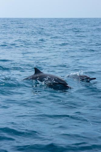 a couple of dolphins swimming in the water at Elements Beach & Nature Resort in Kalpitiya