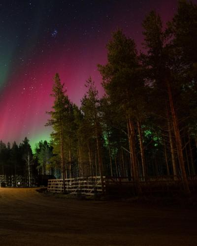 a starry night with a forest of trees and a fence at Arctic SnowHotel & Glass Igloos in Sinettä