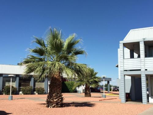 two palm trees in front of a white building at EZ 8 Motel Airporter in Phoenix