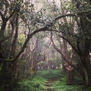 a path through a forest of trees with a archway at The Robertson Hotel in Robertson