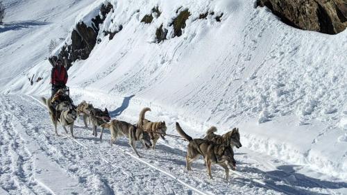 a group of dogs pulling a man on a sled in the snow at La Grange de Cassiopée - Duplex avec vue imprenable in Les Angles