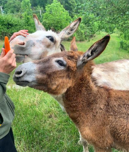 a person feeding a carrot to a deer at CASCINA DOMINA in Gassino Torinese