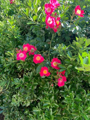 a group of pink flowers on a green bush at Studio à Linxe entre terre et océan in Linxe