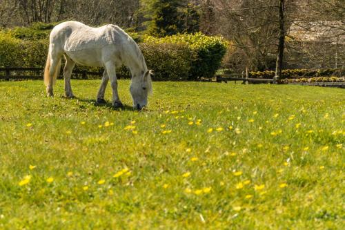 a white horse grazing in a field of grass at Linden Barn in Orton