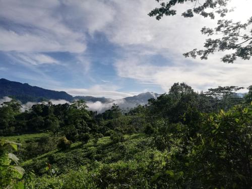 Kalawana的住宿－Sunil's Homestay Sinharaja，背景中云层的森林景观