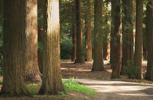a forest with many trees and a dirt road at The Potting Shed in Weston under Lizard
