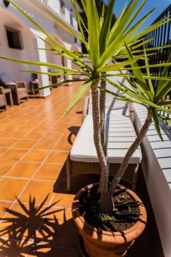 two palm trees in a pot on a balcony at Paloma Blanca Boutique Hotel in Marbella