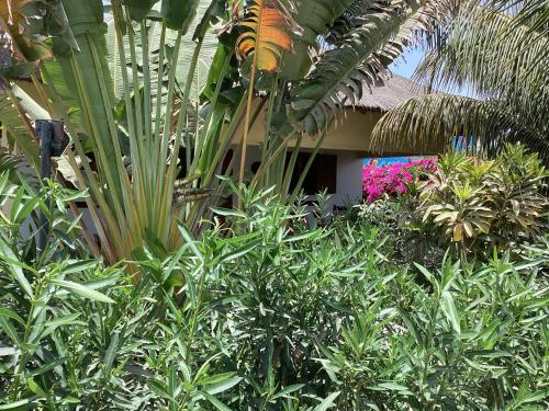 Taman di luar PACOTOUTY LODGE