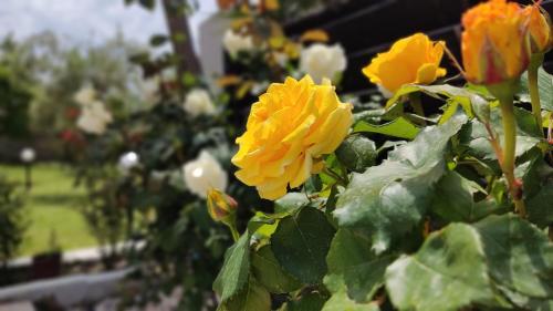 a yellow flower is growing in a garden at Elina House and Garden in Nikiti