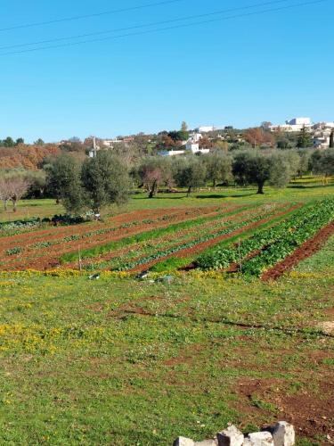 a field filled with lots of green plants at Masseria Soluco in Monopoli