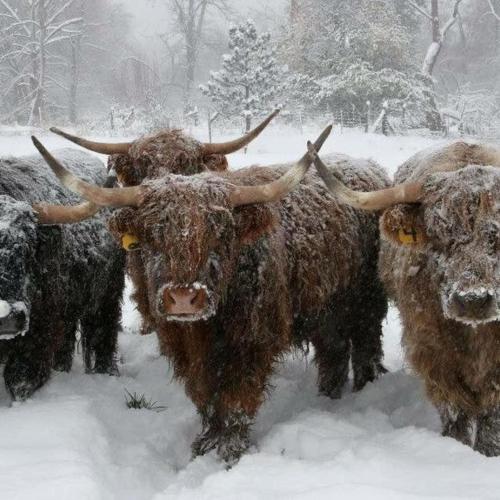 a group of oxen standing in the snow at The Acarsaid - Pitlochry in Pitlochry