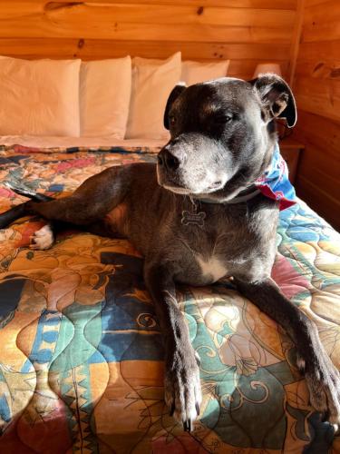 a dog laying on top of a bed at Pine Haven in Cape May Court House