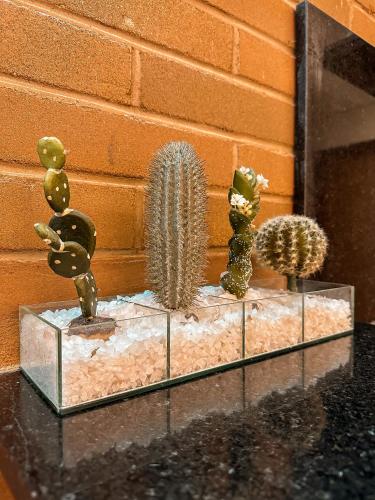 a group of cactuses sitting on top of a table at EcoFlat Moderno e Aconchegante in Bonito