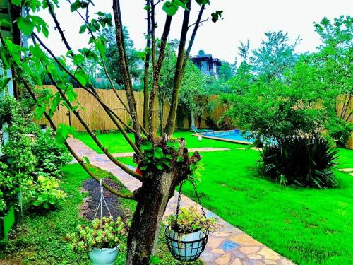 a garden with two potted plants on a tree at ASYA HOME in Kocaeli
