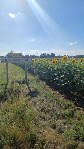 a sign in the middle of a field of sunflowers at 9 Guests - Pet Friendly in rural West France in Clussais-la-Pommeraie