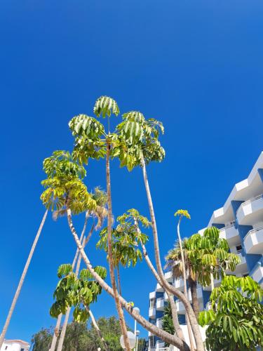 a palm tree with a blue sky in the background at A&V Studio in Green Park in San Miguel de Abona
