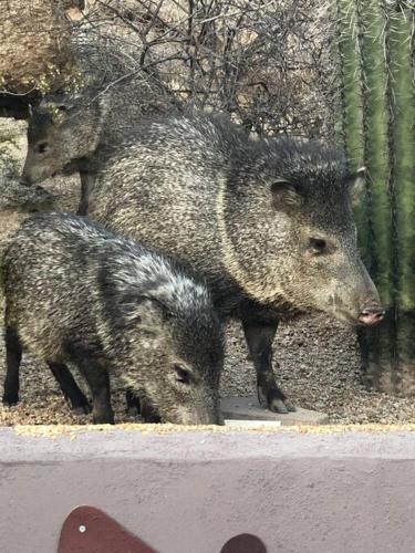a group of pigs standing next to each other at Quail Mountain Desert Resort: Heated Pool, Mt Vews, all BR's King & TV's, Hiking in Mesa