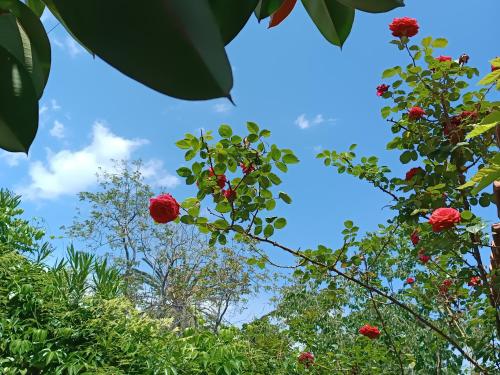Taman di luar B&B Villa Lidia