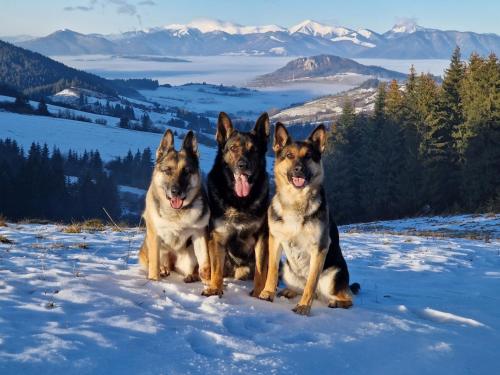 a group of three dogs sitting in the snow at Drevenice Osádka in Osádka